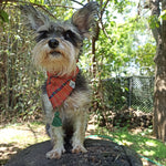 Bandana "UXMAL"